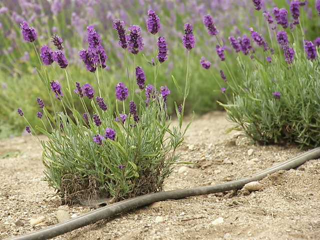 How To Create A Lavender Garden: Planting A Garden Of Lavender Flowers
