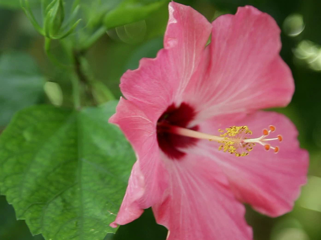 Everything you need to know about Hibiscus